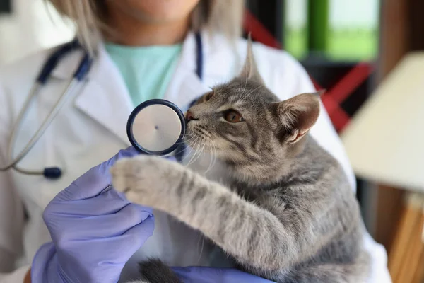 Veterinary doctor with stethoscope holding cat in clinic. Cat smells stethoscope. Vet medicine for animals, pets health care concept.