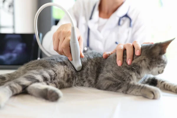 Female veterinarian makes ultrasound diagnosis for cat in clinic. Cat undergoes ultrasound in veterinary office.