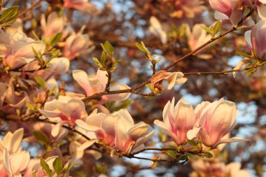 Blooming tree branches with big pink buds against blue sky. Beauty in nature and spring season.