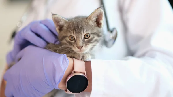 Vet doctor holding small kitten in gloved hands close up. Veterinary clinic and pets health care concept.