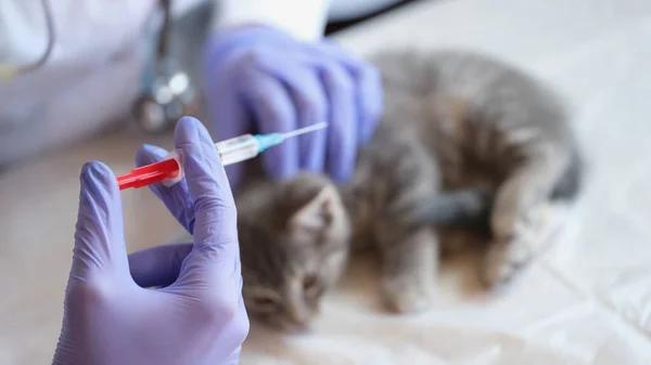Veterinarian gives injection to kitten in veterinary clinic. Pet vaccination concept.