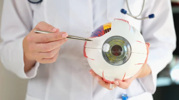 Close up of ophthalmologist holds anatomical model of human eye. Medical education and science concept.