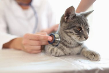 Female veterinarian examines cat on table in veterinary clinic. Close-up of cat patient being examined with stethoscope.