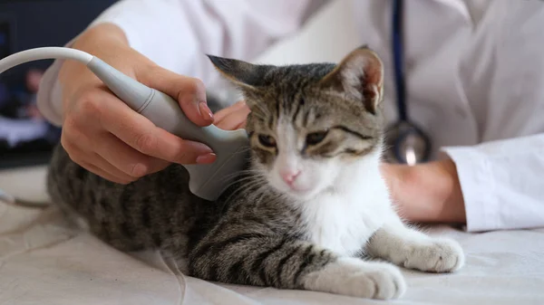 Cat undergoes an ultrasound in vet office. Veterinarian makes ultrasound examination of abdomen of kitten in veterinary clinic.