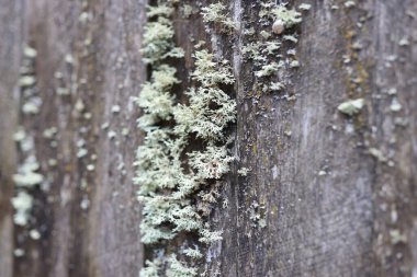 Old wood surface with large lichens colony. Lichen on wooden background, selective focus. Fungus ecosystem.