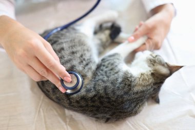 The cat is examined by the veterinarian. The doctor s hands with a stethoscope on the cute kitten