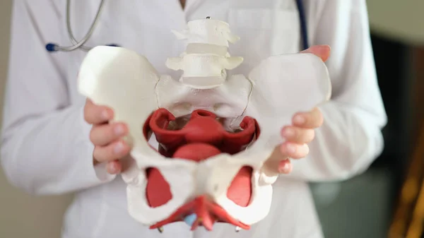 The doctors hands hold the anatomical model of the pelvis, a close-up. Joint replacement, surgeon consultation