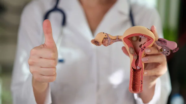The doctor holds the anatomical model of the uterus, close-up. Successful treatment of female reproductive organs