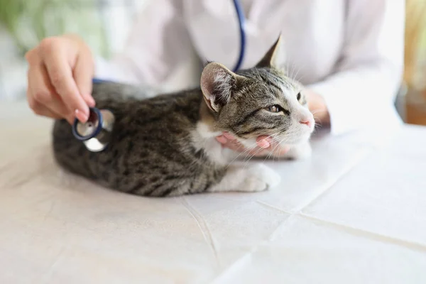 Detailní Záběr Ženy Veterinář Vyšetřující Kočku Stetoskopem Stole Koncept Veterinární — Stock fotografie
