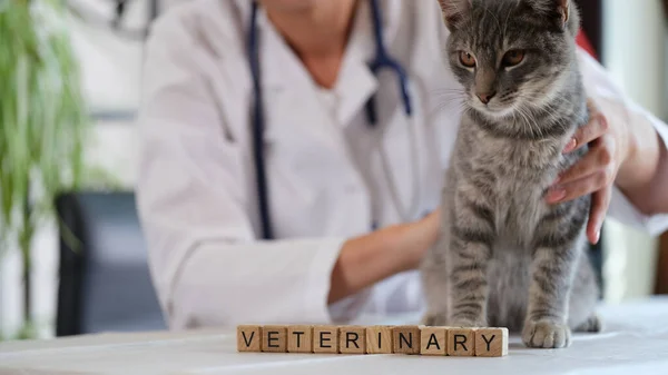 Letters Veterinary Wooden Cubes Vet Doctor Holds Cat Sitting Table — стоковое фото