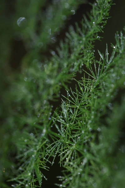 水滴と緑の植物の枝を閉じます 狭い湿った葉を持つエキゾチックな植物 — ストック写真
