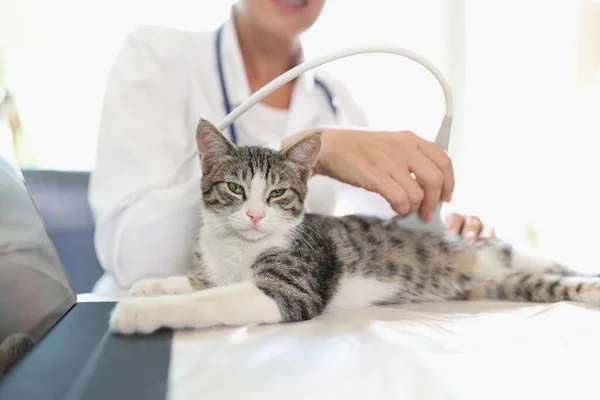 Female veterinarian conducts ultrasound medical examination of cat, cat looks at camera. Kitten with disease under ultrasonic exam in veterinary clinic.