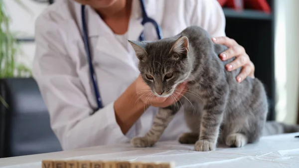 Kvinnlig Veterinär Håller Sjuk Katt Närbild Diagnostik Sällskapsdjurs Hälsa Veterinärkliniken — Stockfoto
