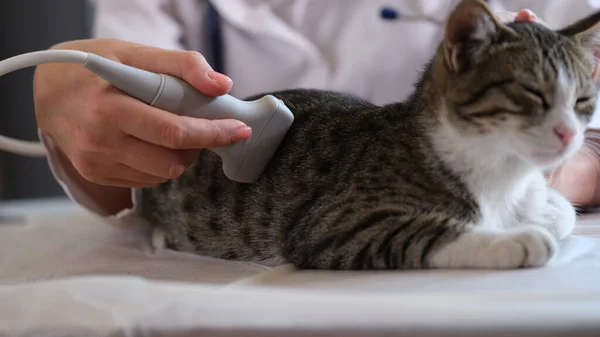 Domácí Kočka Prochází Ultrazvukovým Vyšetřením Veterinární Ordinaci Veterinární Lékař Kontroluje — Stock fotografie