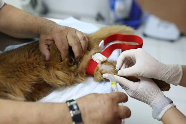 Veterinarian makes injection to cat in veterinary clinic close-up. Animal vaccination and surgery concept.