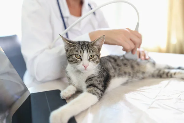 Veterinární Lékař Provádí Ultrazvukové Vyšetření Dospělých Koček Veterinární Klinice Lékařská — Stock fotografie