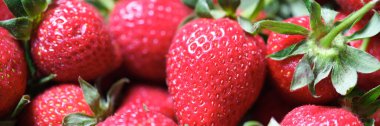 Close-up of ripe fresh strawberries or freshly picked fruit. Healthy food and nutrition. Vitamin and juicy berries