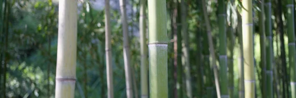 Doğal Yeşil Bambu Korusuna Orman Arka Planına Yakın Çekim Turistler — Stok fotoğraf