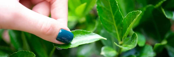 Woman hand with green nails tears off green leaf from plant. Caring for home flowers concept