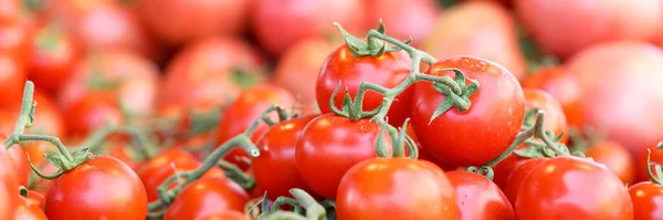 Group of fresh tomatoes in market. Tomatoes benefit harm and contraindications concept