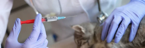 Veterinarian gives drug to kitten with syringe. Cat is receiving medication or vaccine