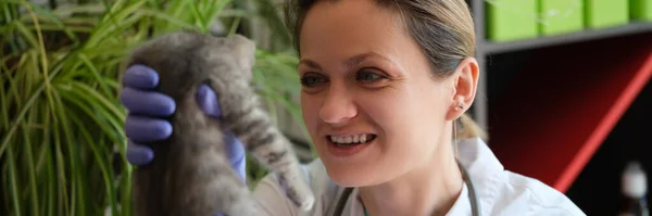 Gelukkige Vrouwelijke Dierenarts Onderzoekt Kitten Kliniek Begrip Medische Veterinaire Diensten — Stockfoto