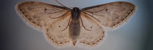 Cute Piękne Motyl Lub Szary Ćma Ćma Plamista Erannis Defoliaria — Zdjęcie stockowe