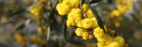 フィールドにミモザの花の黄色のボール 美しい黄色の花のコンセプト — ストック写真