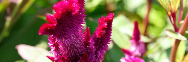 Nahaufnahme Einer Chinesischen Hahnenkamm Wollblume Oder Einer Wunderschönen Weinroten Blume — Stockfoto