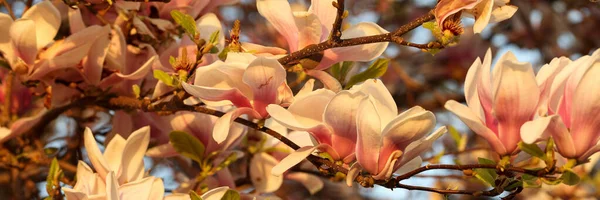 Zbliżenie Kwitnącego Różowo Białego Drzewa Magnolii Wiosną Magnolia Drzewo Kwitną — Zdjęcie stockowe