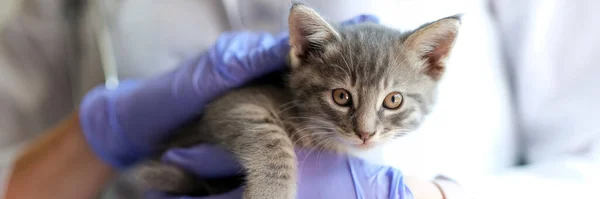 手に小さな子猫を持つ女性医師獣医師のクローズアップ 獣医診療所での猫の健康診断 獣医学の概念 — ストック写真