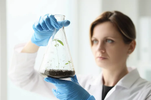 ゴム手袋の女性は大麻植物を見て土壌とガラスフラスコを保持しています 科学者は研究室で医療マリファナの成長を見る — ストック写真