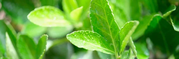 Крупним Планом Зелене Свіже Листя Чаю Краплями Роси Природний Фон — стокове фото