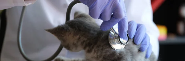 Primer Plano Veterinario Mujer Examinando Gatito Usando Estetoscopio Examen Médico —  Fotos de Stock