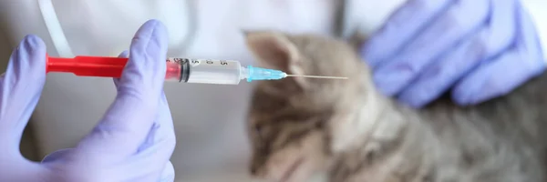 Close-up of woman veterinarian making injection to little gray kitten. Medical examination of cat in vet clinic and veterinary medicine concept