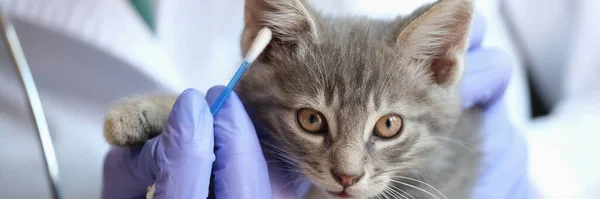 Detailní Záběr Ženského Veterinárního Lékaře Vyšetřujícího Uši Koťat Ušní Holí — Stock fotografie