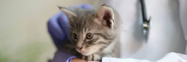 Nahaufnahme Einer Tierärztin Die Kleine Kätzchen Den Händen Hält Ärztliche — Stockfoto