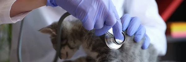 Close-up of female veterinarian examining little kitten with medical stethoscope. Medical examination of cat in vet clinic. Veterinary medicine concept