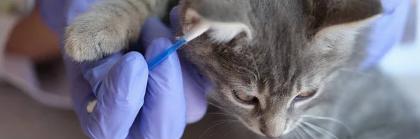 Close-up of veterinarian examining little grey cat ears with ear stick. Medical examination of cat in vet clinic. Veterinary medicine concept
