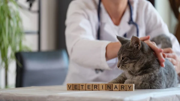Szó Állat Egészségügyi Készült Kockák Ellen Állatorvos Simogató Szőrös Szürke — Stock Fotó