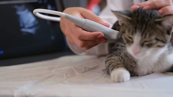 Veterinären Kontrollerar Inre Organ Lurviga Katt Med Ultraljudsutrustning Vårdande Läkare — Stockfoto