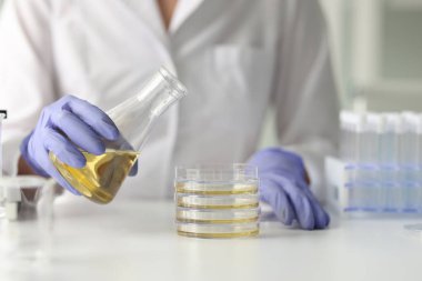 Laboratuvar çalışanı mataranın üzerine ayçiçeği yağı döker. Lastik eldivenli kadın bilimsel araştırmalar için sarı sıvı hazırlıyor.