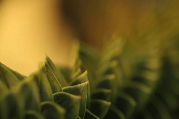 Гілка Тропічної Рослини Зеленим Листям Розмитому Жовтому Тлі Зростання Рослин — стокове фото