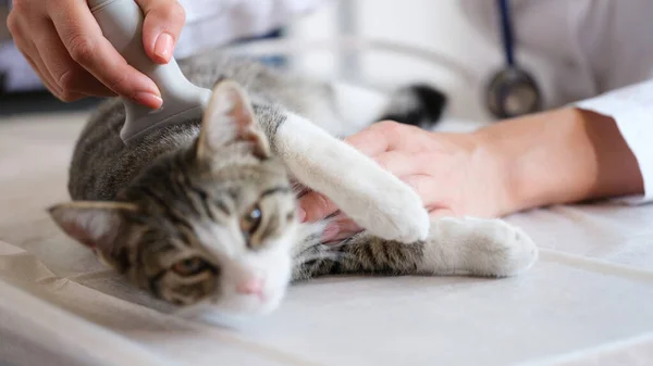 獣医による獣医クリニックでの猫の超音波診断のクローズアップ 獣医事務所とペットケアの概念 — ストック写真
