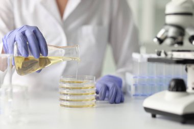 Asistanı, Erlenmeyer şişesinden sarı şeffaf sıvıyı kimya laboratuvarındaki masada cam petri kabına döküyor. İdrar örneği tıbbi testleri