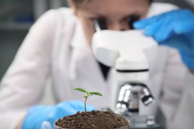 Kadın bilim adamı iş yerinde elektronik mikroskop altında toprak örneklerini inceliyor. Petri kabında laboratuvar araştırması yapan kadınlara karşı esrar filizleri yetişiyor.