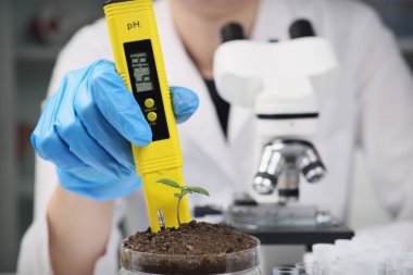 Kadın bilim adamı, hafif ofisteki laboratuvar ekipmanlarını kullanarak plastik konteynır ve kenevir bitkisiyle toprak pH 'sini inceliyor. Tıbbi amaçlar için marihuana yetiştirme