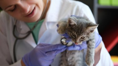 Veteriner steteskoplu tüylü kedinin kalbini dinler. Bakım uzmanı veteriner kliniğinde evcil hayvan sağlığını düzenli olarak kontrol ediyor.