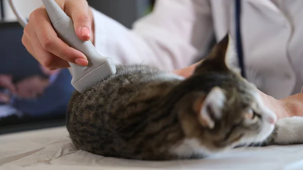 Veterinarian checks kidneys of furry cat with modern ultrasound equipment at appointment. Doctor takes care of domestic animal health in vet clinic