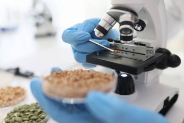 Bilim adamı karabuğday tanelerini elektronik mikroskop altında inceliyor. İşçi, laboratuarda bilimsel araştırma yapan petri kabını elinde tutuyor.